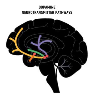 Dopamine and Serotonin in the Body