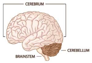 Cerebrum and Brainstem
