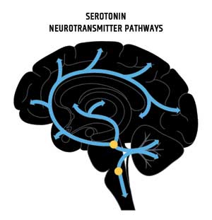 Serotonin and Neurotransmitter Pathways